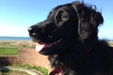 The Lovely Tara seymour locksmith dog