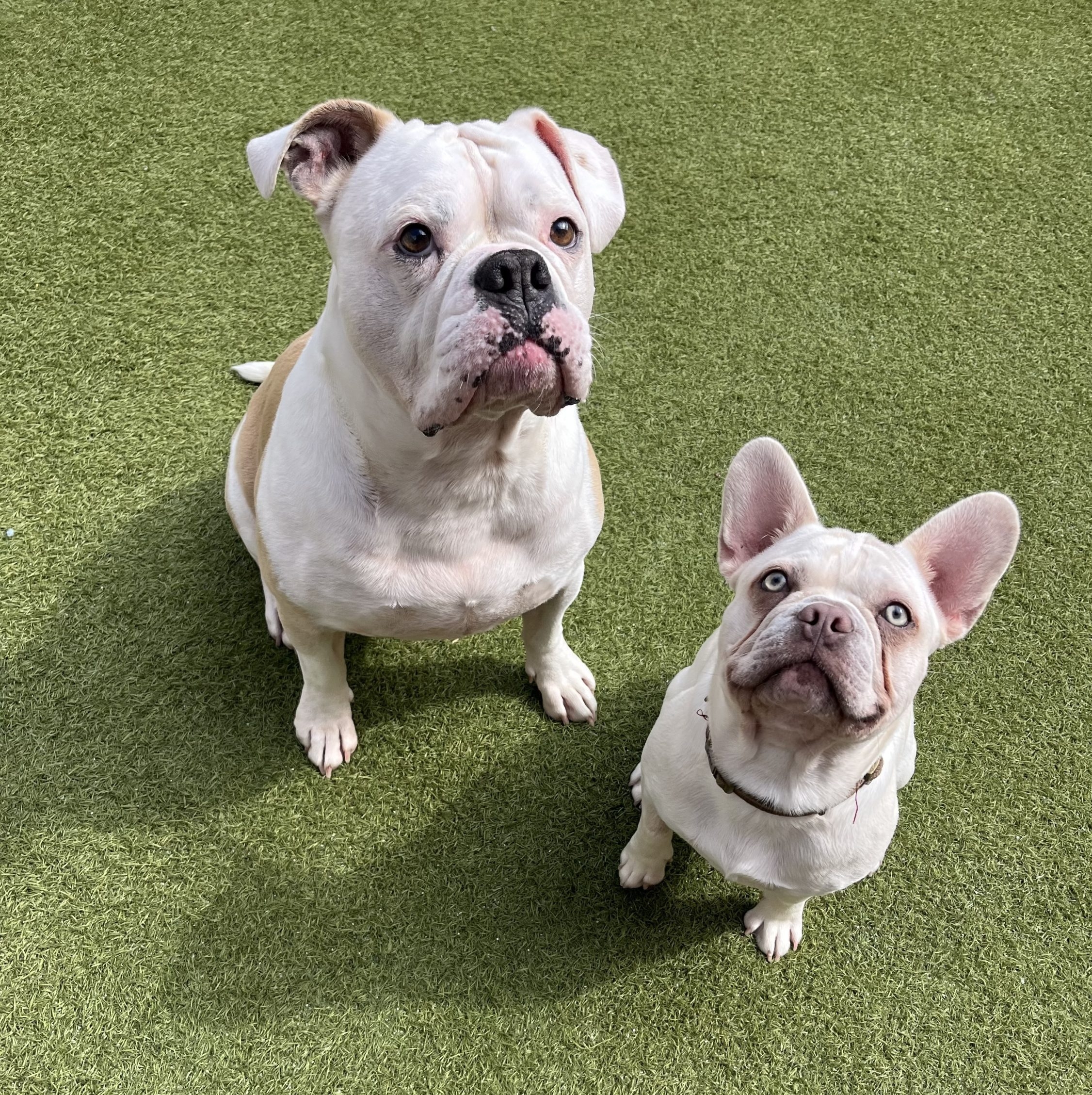 Connor’s two dogs sitting on artificial grass while Seymour Locksmiths works nearby